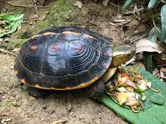 有「山林龜寶」之稱的食蛇龜