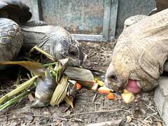 象龜暢享水果粽