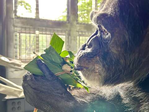 黑猩猩「莉忠」手捧生日粽