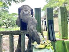大象阿里用長鼻子取食蔬果