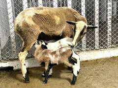 新生黑肚绵羊与妈妈一起生活