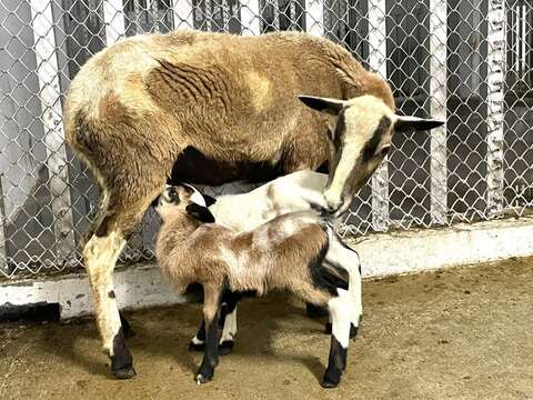 新生黑肚綿羊與媽媽一起生活