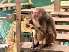 胭脂猴享用皇冠冰城特製的吉拿棒造型水果冰