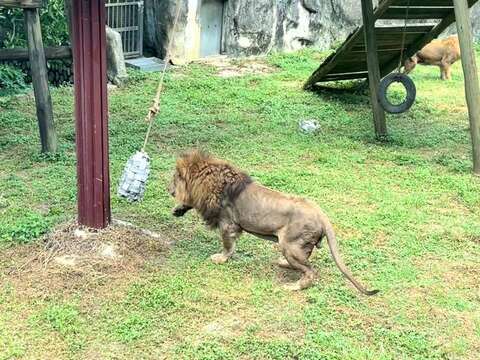 圖6 非洲獅「大哥」像在進行拳擊有氧