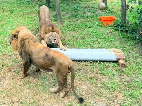 图7 非洲狮「二哥」藉机在巨大猫抓板上松一下