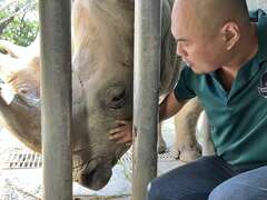 圖1 保育員白博元透過幫白犀牛「犀奇」捉癢的機會，檢視牠臉部及犀牛角是否無恙