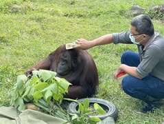 圖2 保育員陳永仁用鬃刷幫紅毛猩猩「咪咪」順毛，並提供構樹葉及乾草當小點心