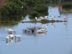 圖七  茄萣濕地是許多候鳥來台度冬的重要棲息地，每年10月至隔年4月更是茄萣濕地最熱鬧