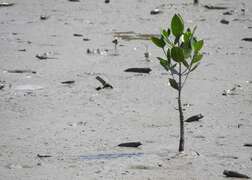 圖九 茄萣二仁溪水岸動植物種類繁多，紅樹林間可觀察潮間帶生物彈塗魚。