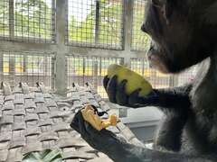 圖1 黑猩猩「美珍」享用中秋大餐