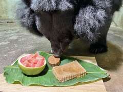 圖4 台灣黑熊「瑪莉」品嚐月餅及紅柚