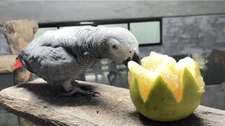 圖6 灰鸚鵡「小灰」吃柚子