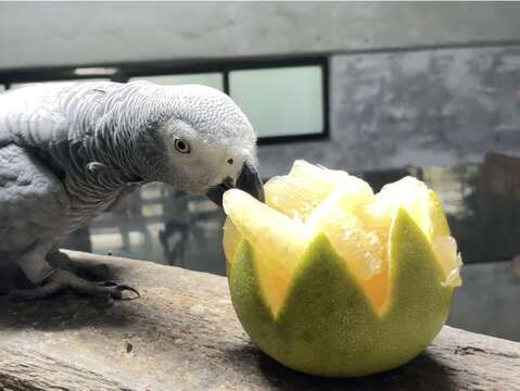 圖6 灰鸚鵡「小灰」吃柚子