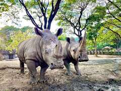 圖3 壽山動物園白犀牛「犀奇」與「寶寶」