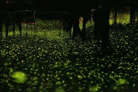 圖12.每年三月至4月在那瑪夏山區的山林間螢火蟲會大量湧現