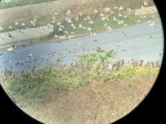 图十四 茄萣湿地扮演着保育黑面琵鹭的重要工作，也是民众赏鸟的好去处。