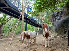 圖11 壽山動物園將在1216試營運 遊客可在空橋觀察迷你馬、迷你驢 營造友善環境