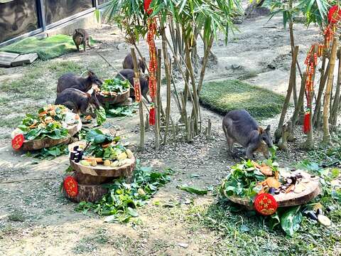 圖1 沼林袋鼠圍爐宴