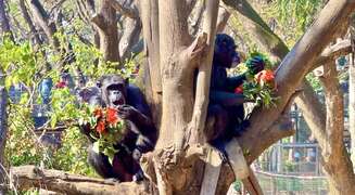 圖1 黑猩猩「美珍」和「曼華」在樹梢享用特製火焰木花束