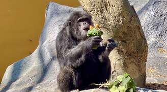 圖2 黑猩猩「莉忠」品嚐鑲上金棗的花椰菜花束