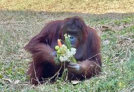 圖6 紅毛猩猩「咪咪」專注研究特製花束的吃法