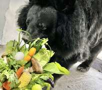 圖7 黑熊「瑪莉」收到園方特製的營養花束