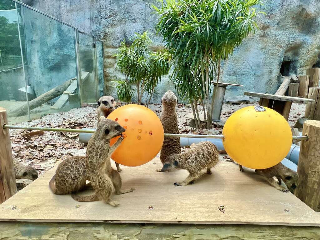 圖1 狐獴仔細觀察覓食玩具