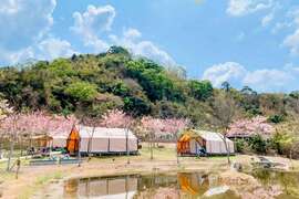 2.宝来花赏温泉公园花旗木下的露营帐篷