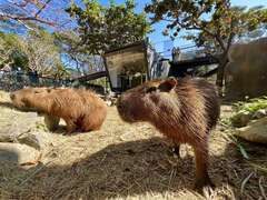 圖1：壽山動物園明星動物水豚君