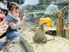 图2：寿山动物园的狐獴深受小朋友喜爱