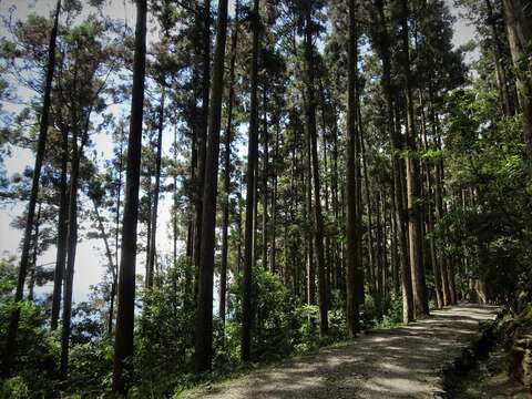 圖2. 藤枝森林遊樂區步道系統林相優美。