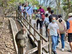 图4 鹿园为猕猴出没热区