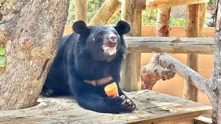 图4 黑熊「波比」在栖架上享用食物