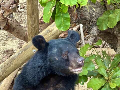 图4 寿山动物园的黑熊「波比」立姿萌样