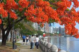 圖8：愛河鳳凰花盛開，是遊客及市民旅遊散步旅遊好去處