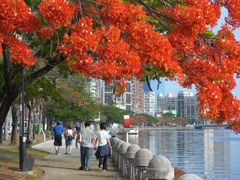 圖8：愛河鳳凰花盛開，是遊客及市民旅遊散步旅遊好去處
