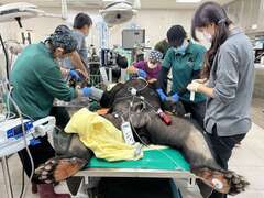 圖1 醫療團隊為黑熊「波比」進行牙齒診療