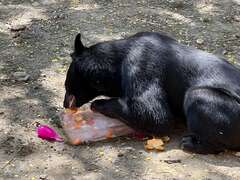 圖5 黑熊「波比」戴上牙套大口啃食水果冰
