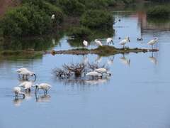 图4：兴达港北侧的茄萣湿地，是许多候鸟来台度冬的重要栖地。更是赏鸟爱好者的圣地。