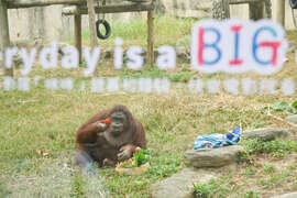 图8 高雄寿山动物园的超人气红毛猩猩「咪咪」在电影《BIG》中担纲相当重要的角色(米仓影业提供)