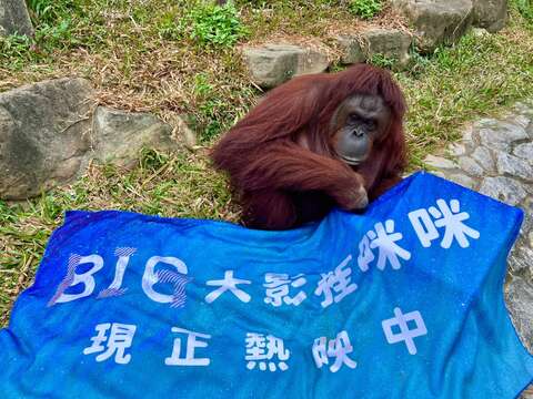 圖4 紅毛猩猩「咪咪」研究電影《BIG》劇組準備的毛毯