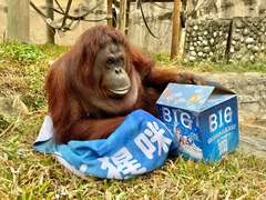 图2 红毛猩猩「咪咪」收到电影《BIG》剧组准备的毛毯