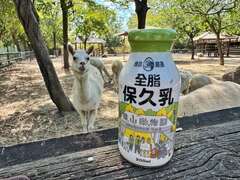 圖2 壽山動物園聯名保久乳與頑皮世界的羊駝同框合影(頑皮世界提供)