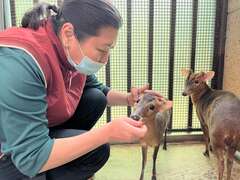 图9.保育员用手喂红萝卜诱导梅花鹿宝宝练习吃固体食物
