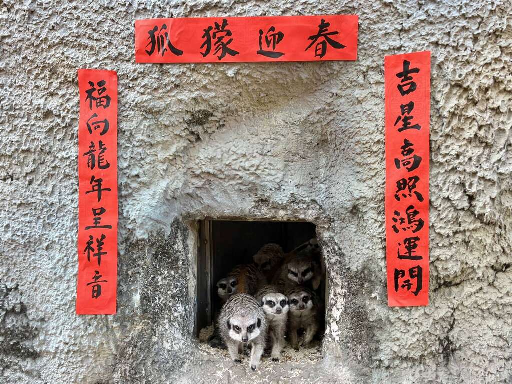图1 园区蔡忠州志工书写应景春联布置於狐獴展场
