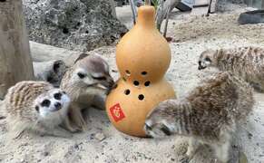 图2 狐獴在葫芦玩具中寻找面包虫