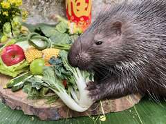 图3 冠豪猪「小芋头」第一次享用年节大餐