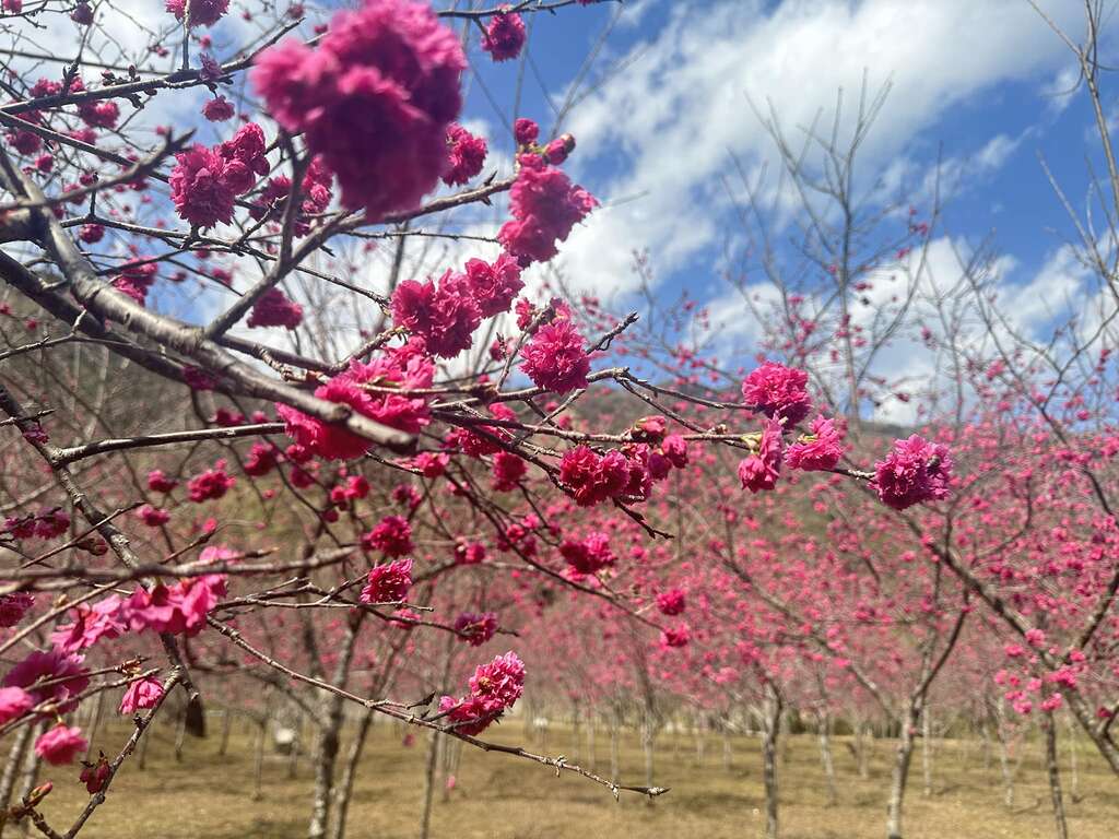 图9.桃源樱花(桃源区公所提供)