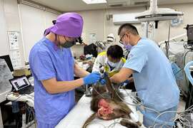 圖1. 高雄中興梅西動物醫院與壽山動物園獸醫師協力為狒狒牙齒進行根管治療