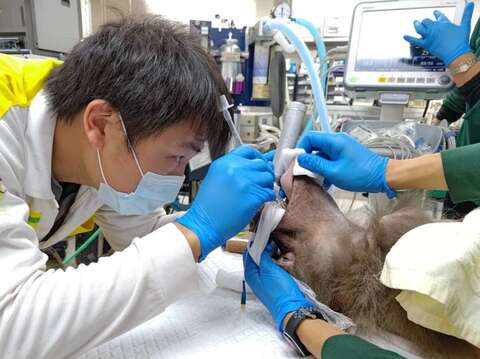 圖2. 高雄中興梅西動物醫院與壽山動物園獸醫師協力為狒狒牙齒進行根管治療